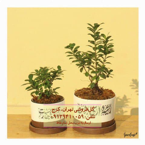 بونسای برای طراحی محیط کار