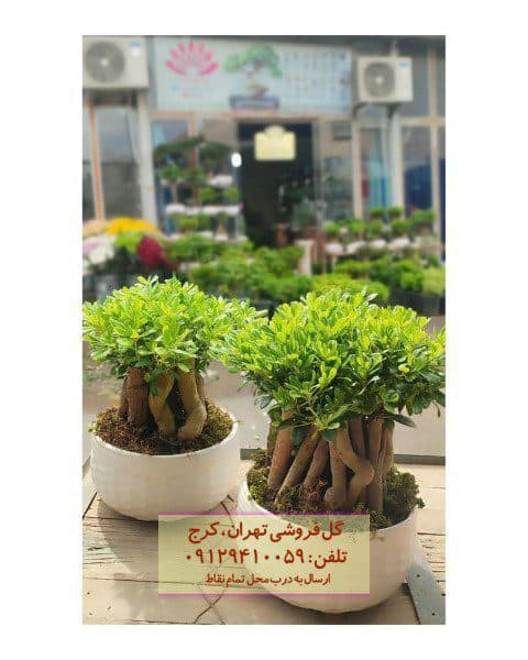 بونسای به عنوان گیاه زینتی برای محیط‌های کوچک