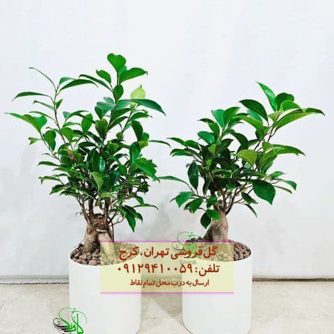 فروش بونسای برای چیدمان اتاقهای مدرن