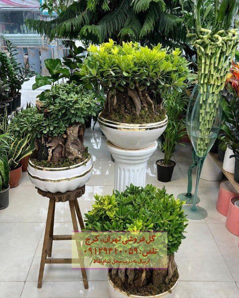 فروش بونسای برای طراحی دفاتر مدیریتی