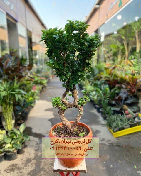 بونسای مناسب برای طراحی لابی هتل
