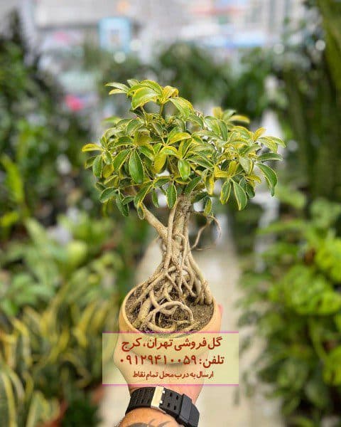 بونسای برای تزئین فضاهای کوچک و بزرگ