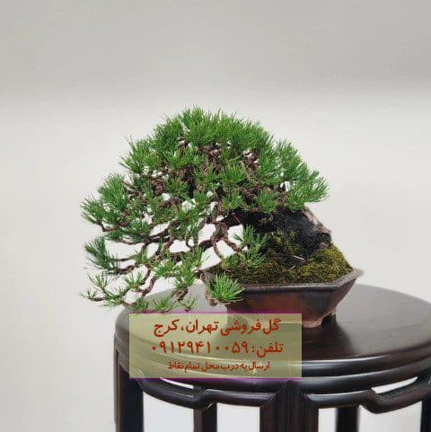 بونسای به عنوان گیاهی مناسب برای فضاهای عمومی
