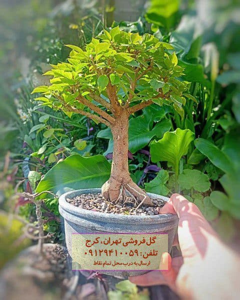بونسای به عنوان گیاه زینتی برای شرکتها
