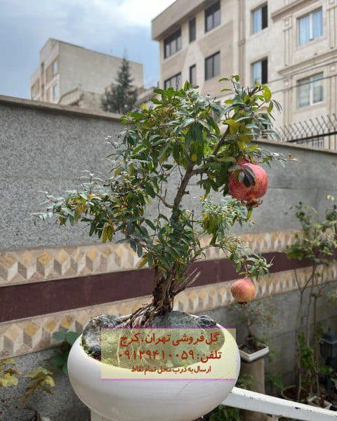 بونسای برای تزئین محیط انتظار بانک‌ها