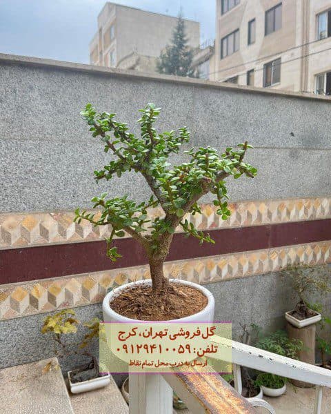 بونسای برای دیزاین اتاق انتظار