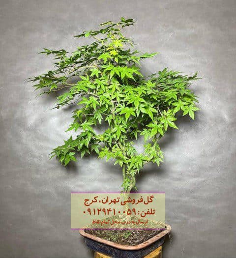 بونسای برای طراحی بالکن‌های آپارتمانی