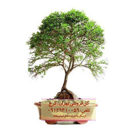 بونسای برای دکوراسیون خانه‌های کوچک