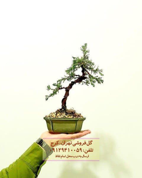 بونسای برای فضای کوچک خانه