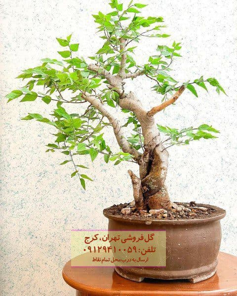 بونسای برای فضای سبز کوچک