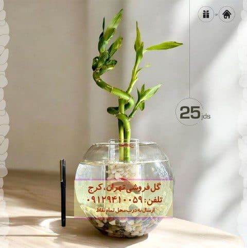 بامبو مناسب برای تزئین فضای کار