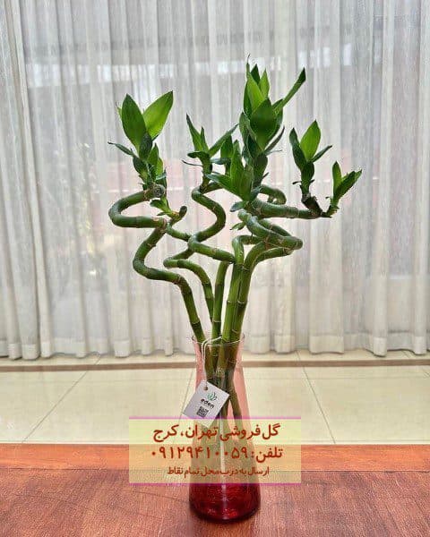 فروش بامبو به عنوان گیاه هدیه‌ای ویژه