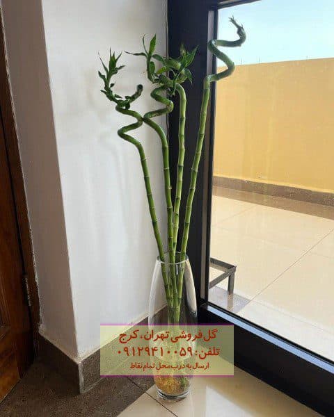 بامبو به عنوان گیاه زینتی برای تراس قیمت تک شاخه