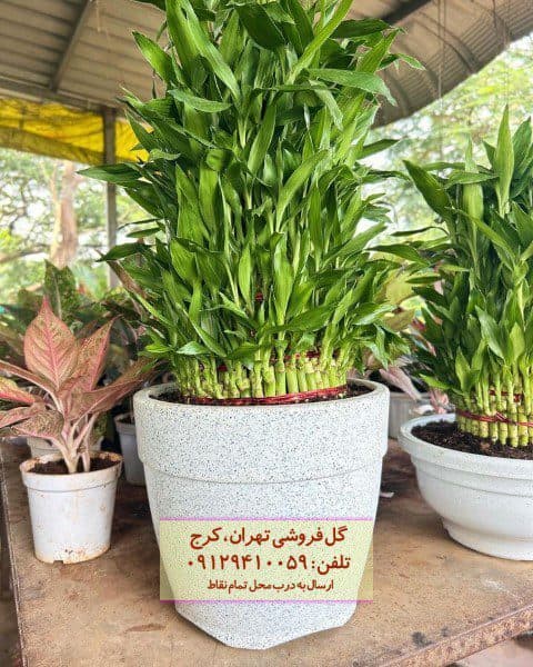 فروش بامبو برای زیباسازی اتاق خواب