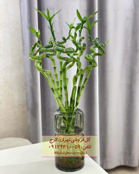 فروش بامبو به عنوان گیاه محبوب در کافه‌ها قیمت تک شاخه