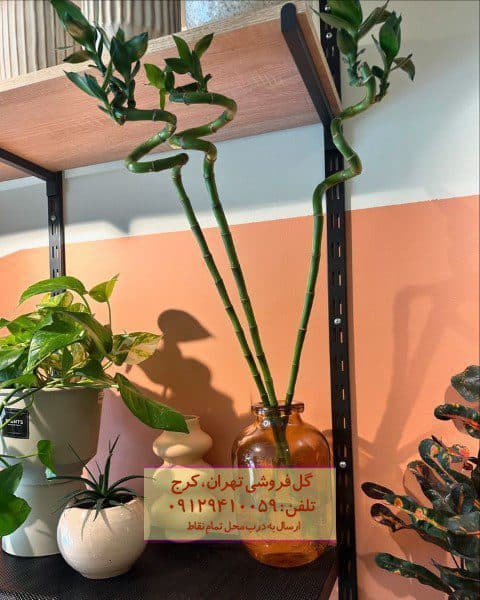 بامبو به عنوان گیاه زینتی برای روف گاردن