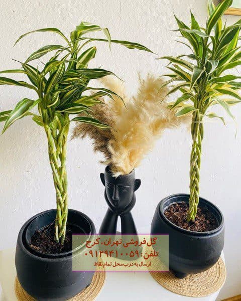 بامبو به عنوان گیاه زینتی برای جشن‌های خانوادگی