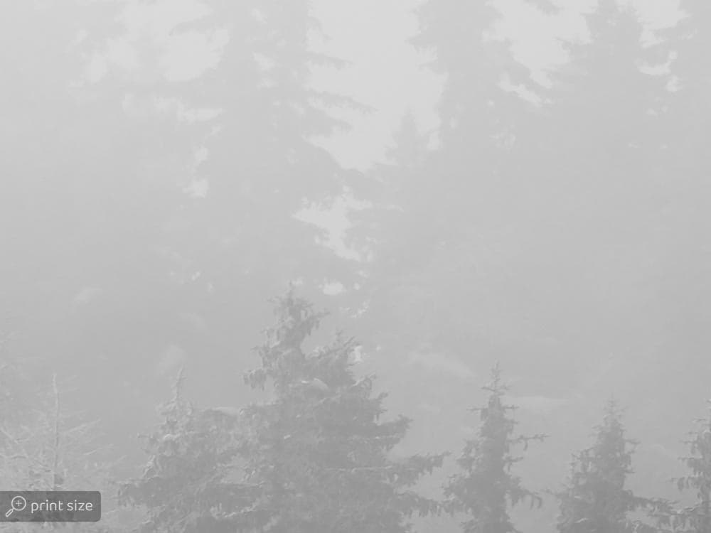 پوستر دیواری سیاه و سفید جنگل W10111600 — تصویر ۴