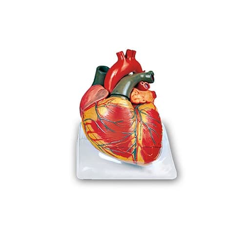مولاژ قلب 6 قسمتی