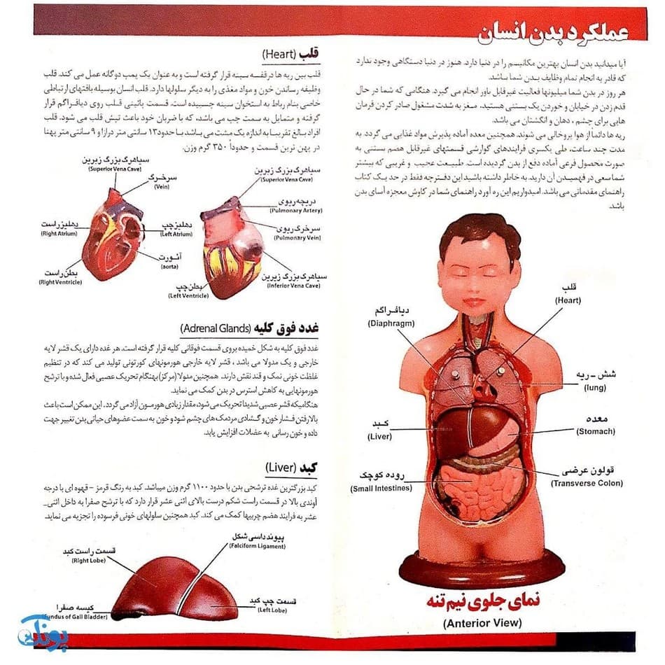 مولاژ ۸ قطعه نیم تنه انسان (۱/۴ اندازه طبیعی بدن انسان) — تصویر ۷
