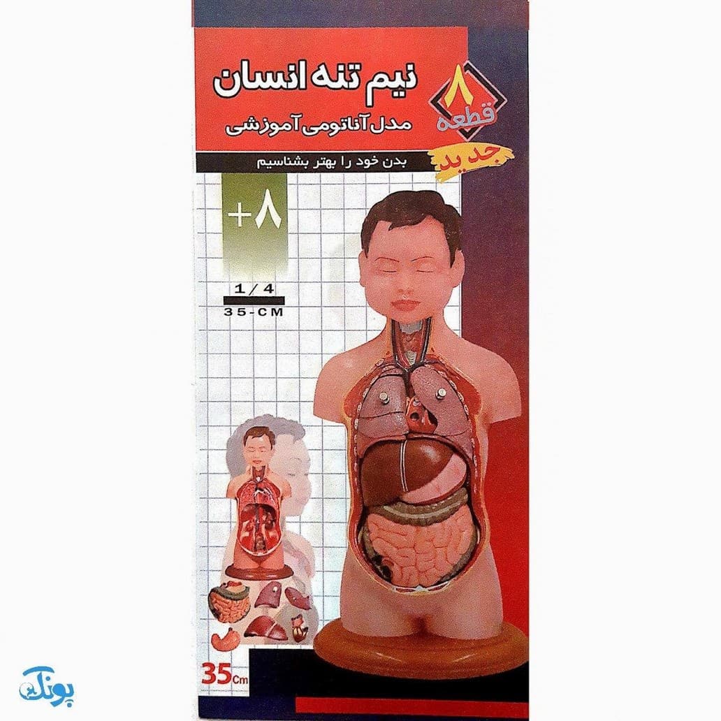 مولاژ ۸ قطعه نیم تنه انسان (۱/۴ اندازه طبیعی بدن انسان) — تصویر ۶