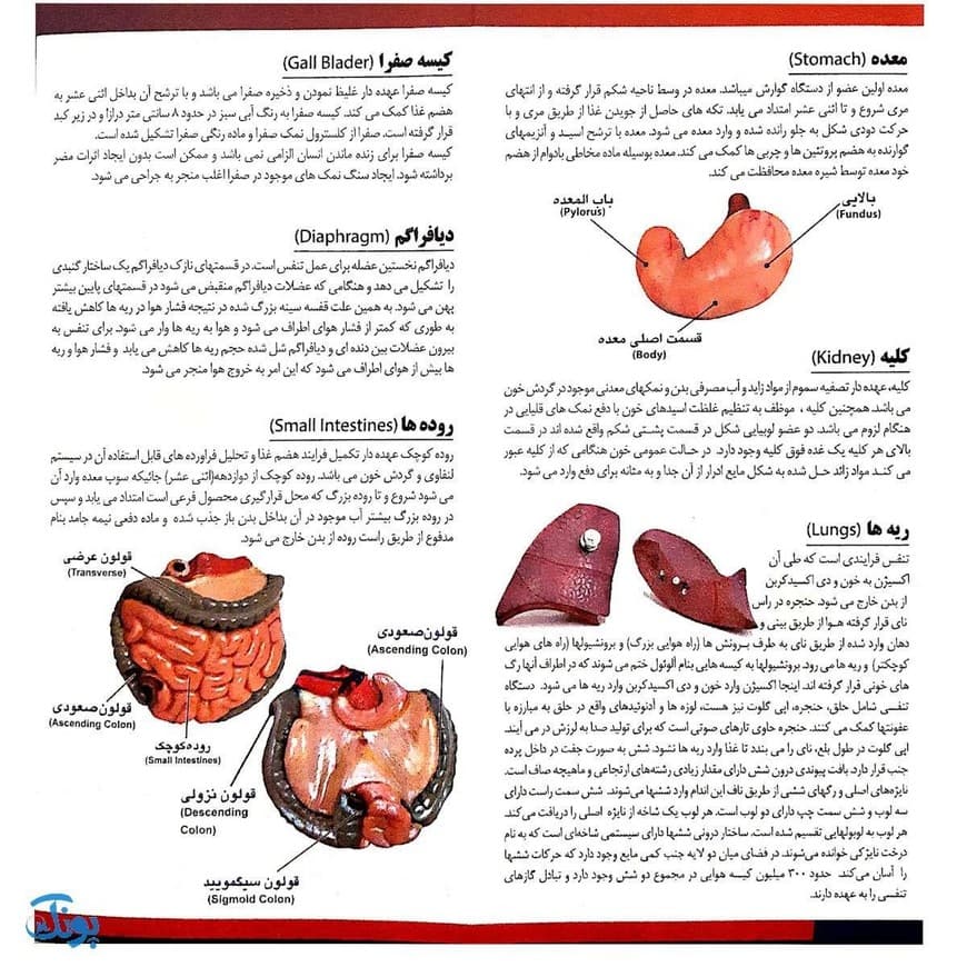 مولاژ ۸ قطعه نیم تنه انسان (۱/۴ اندازه طبیعی بدن انسان) — تصویر ۸