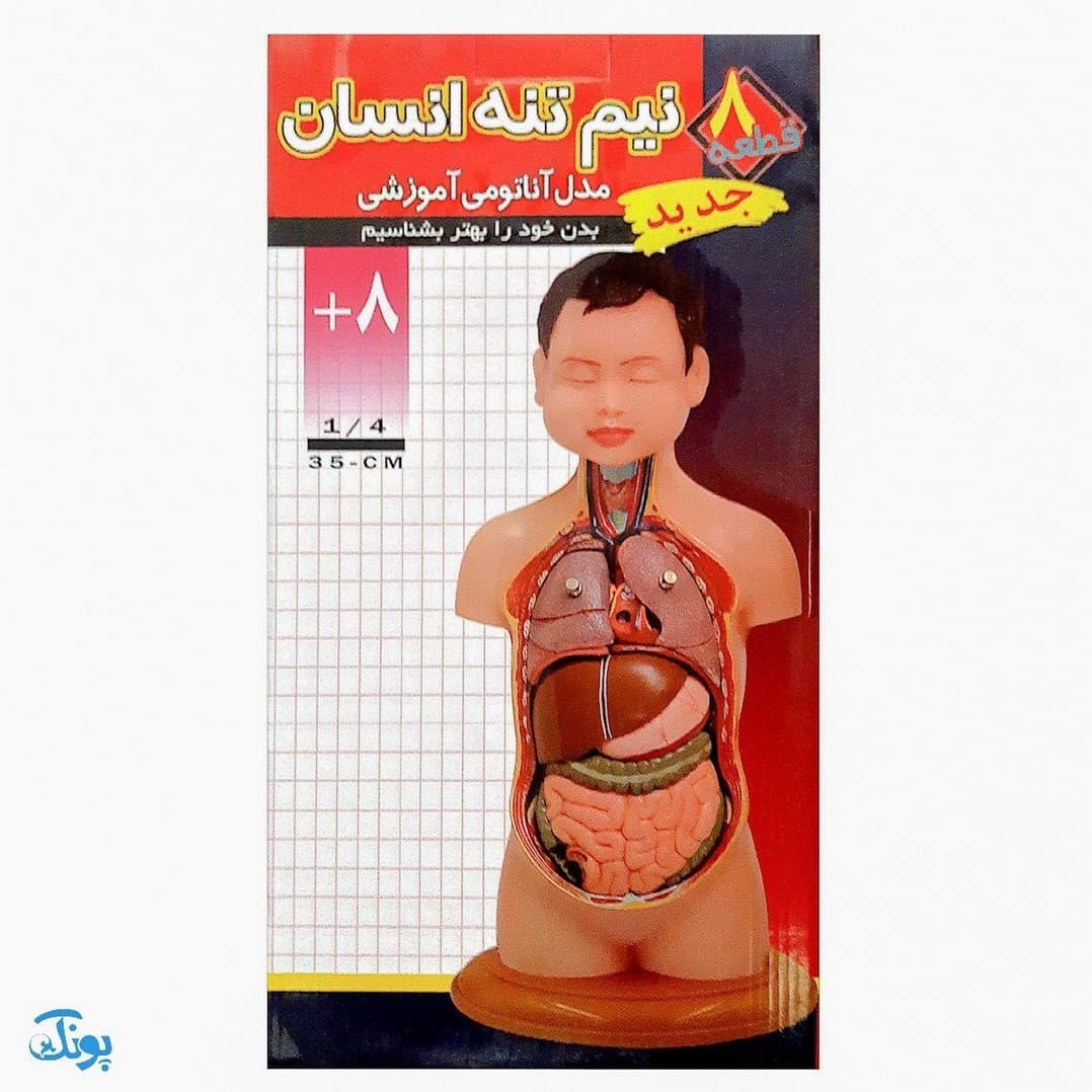 مولاژ ۸ قطعه نیم تنه انسان (۱/۴ اندازه طبیعی بدن انسان) — تصویر ۲