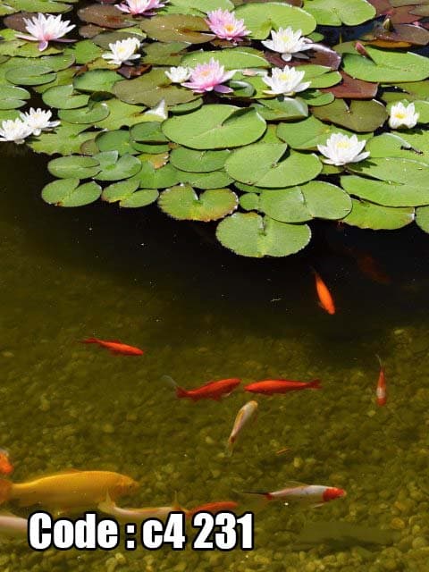 پوستر دیواری سه‌بعدی برکه نیلوفر آبی و ماهی‌های کوی