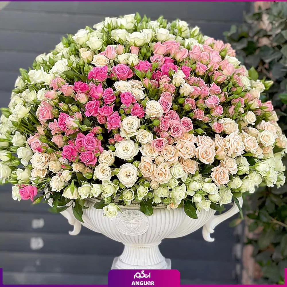 جام گل گرد شکوفه عشق