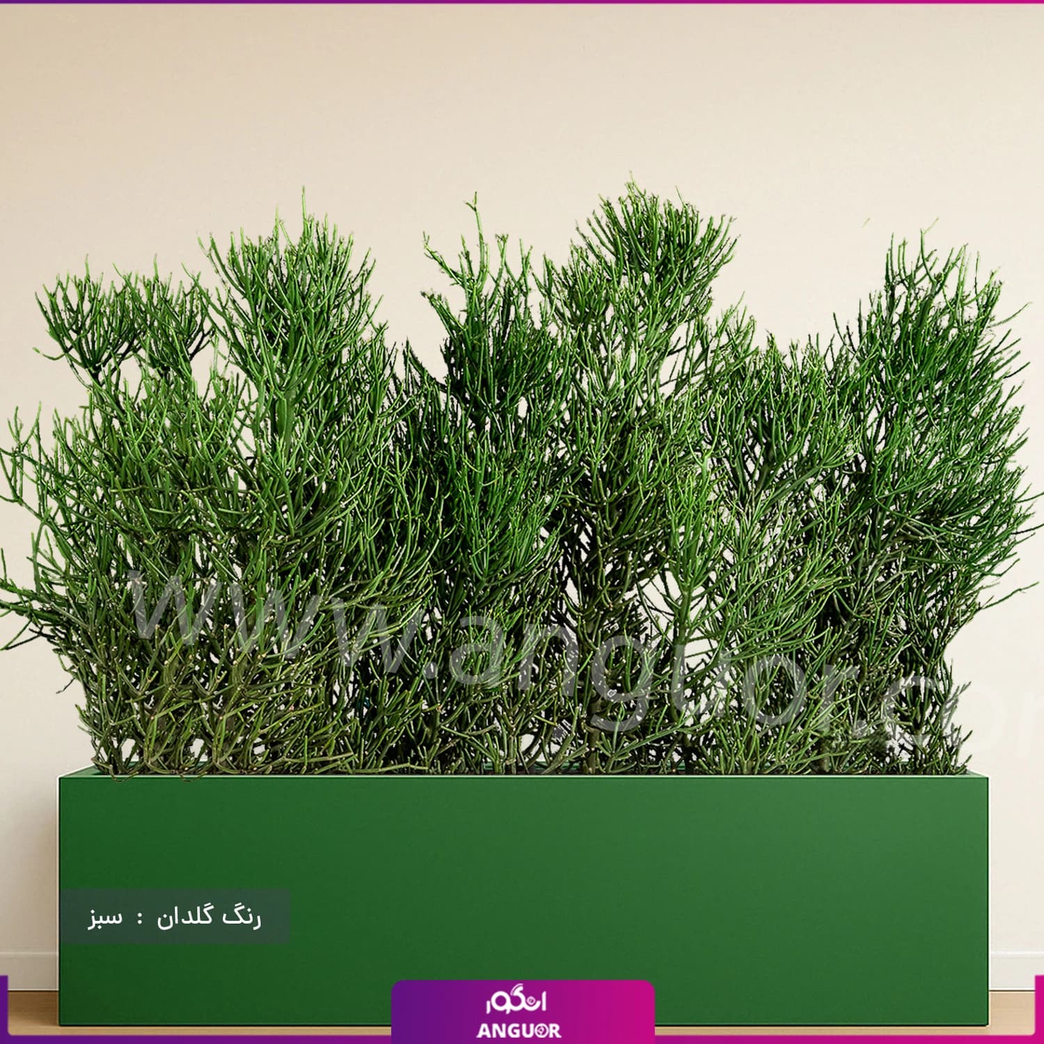 فلاور باکس افوربیا تیروکالی سایز بزرگ — تصویر ۴