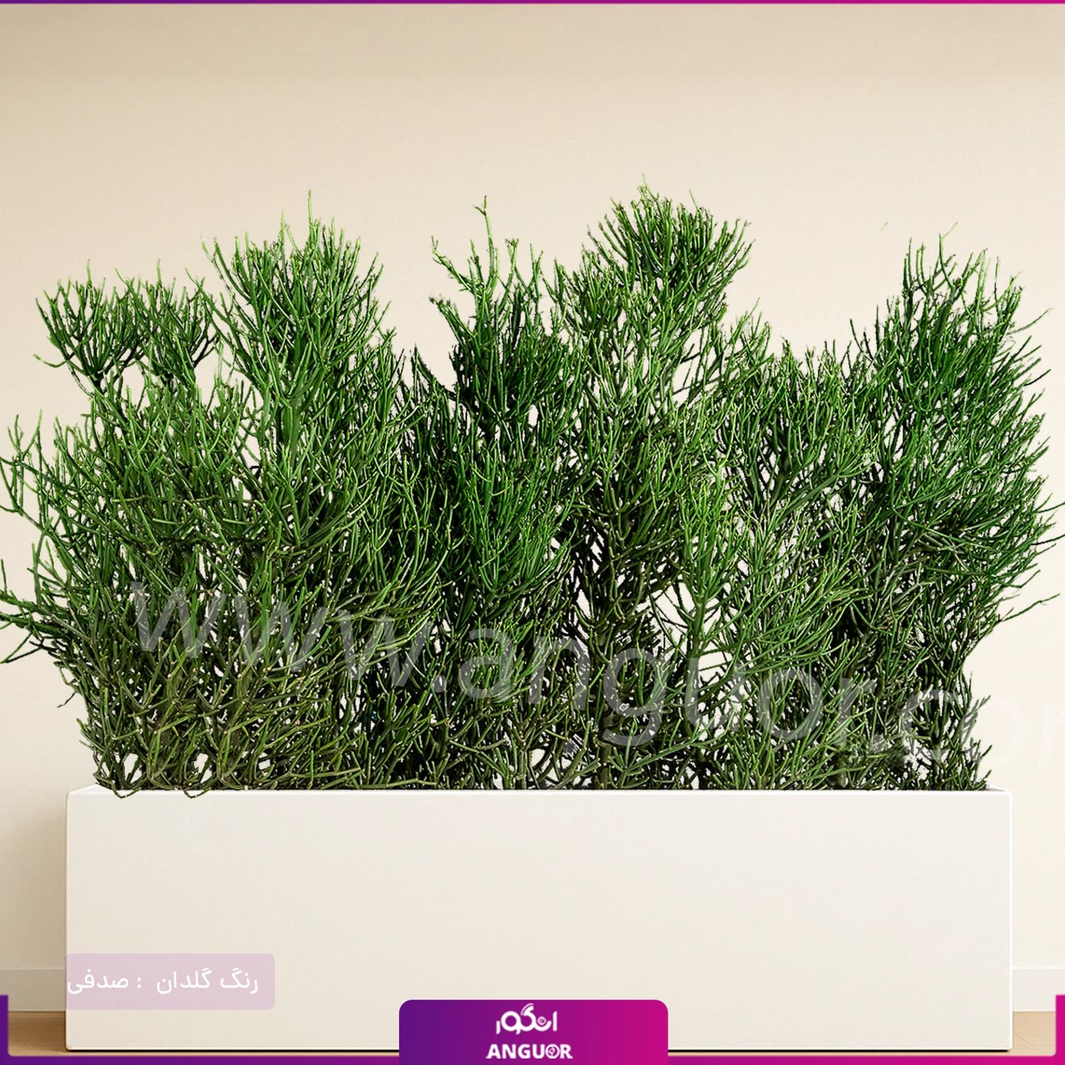 فلاور باکس افوربیا تیروکالی سایز بزرگ — تصویر ۶