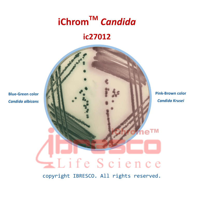 محیط کشت آی کروم کاندیدا آگار – ichrom Coliform — تصویر ۲