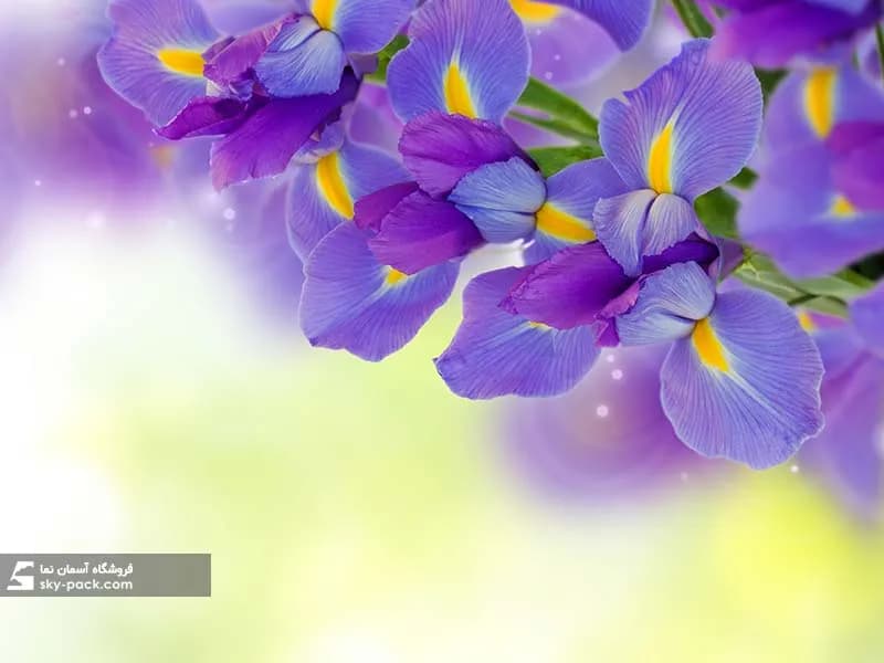 آسمان مجازی گل بنفش ، کد 34129 — تصویر ۲