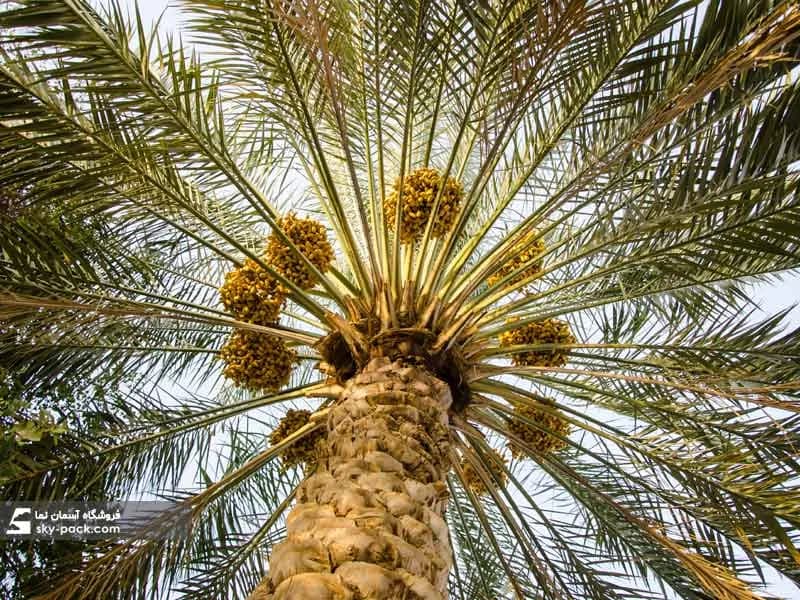 آسمان مجازی طرح باغ نخل — تصویر ۲