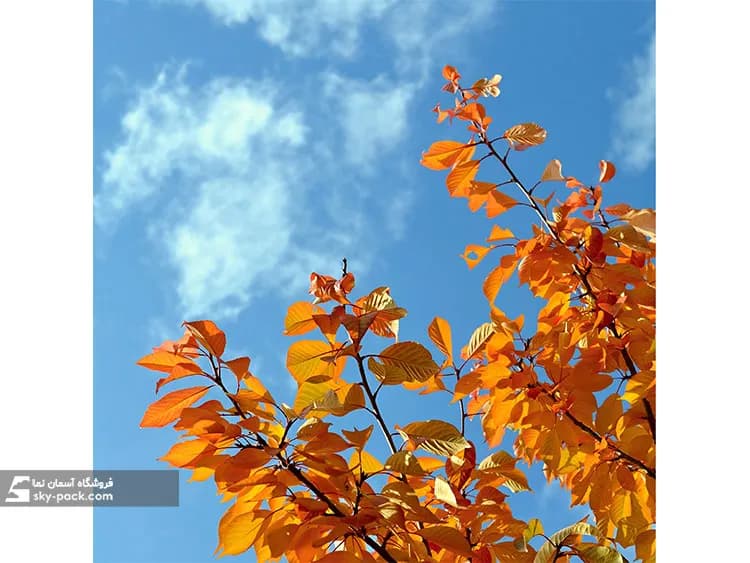 آسمان مجازی طرح درخت نارنجی پاییزی — تصویر ۲