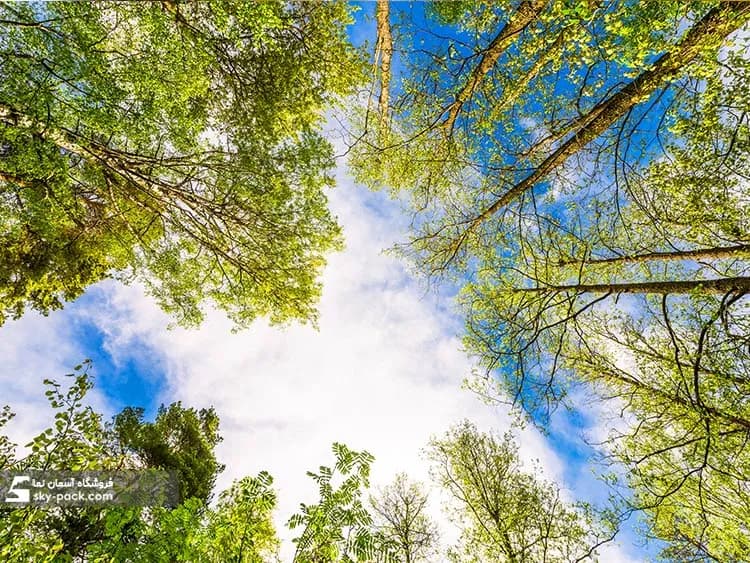 آسمان مجازی طرح درخت سبز