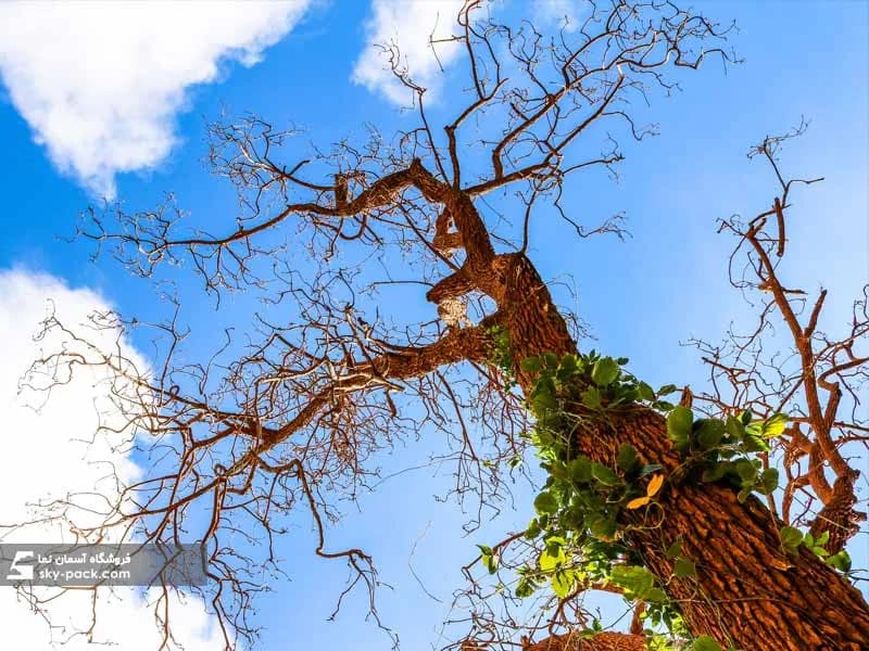 آسمان مجازی طرح کاج قرمز — تصویر ۲