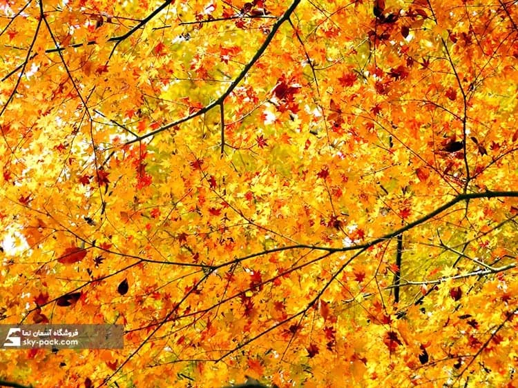 آسمان مجازی طرح پاییز و شاخه ها