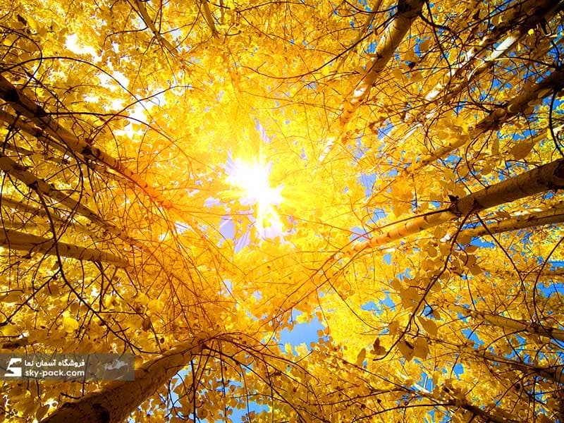 آسمان مجازی طرح پاییز سپیدار — تصویر ۲