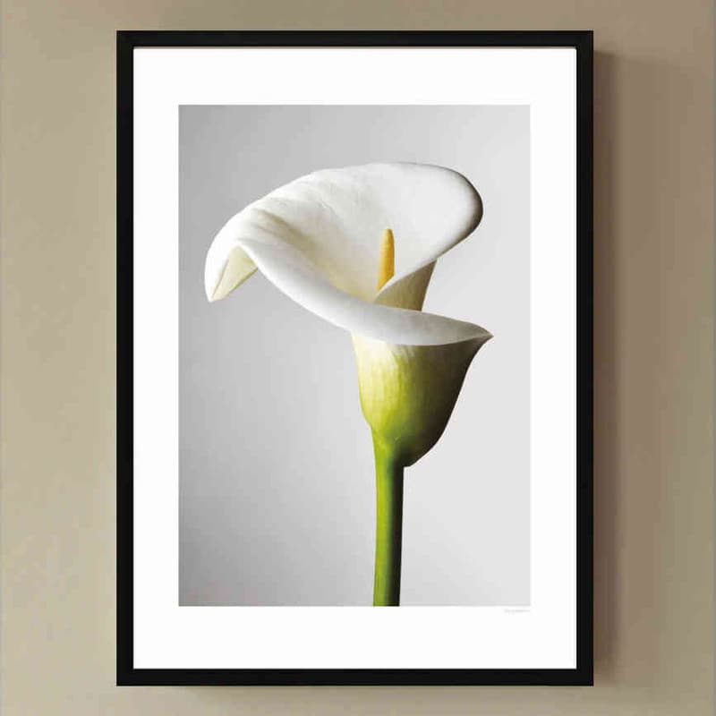 تابلو مدل Lily of light کد 2489011178 — تصویر ۲