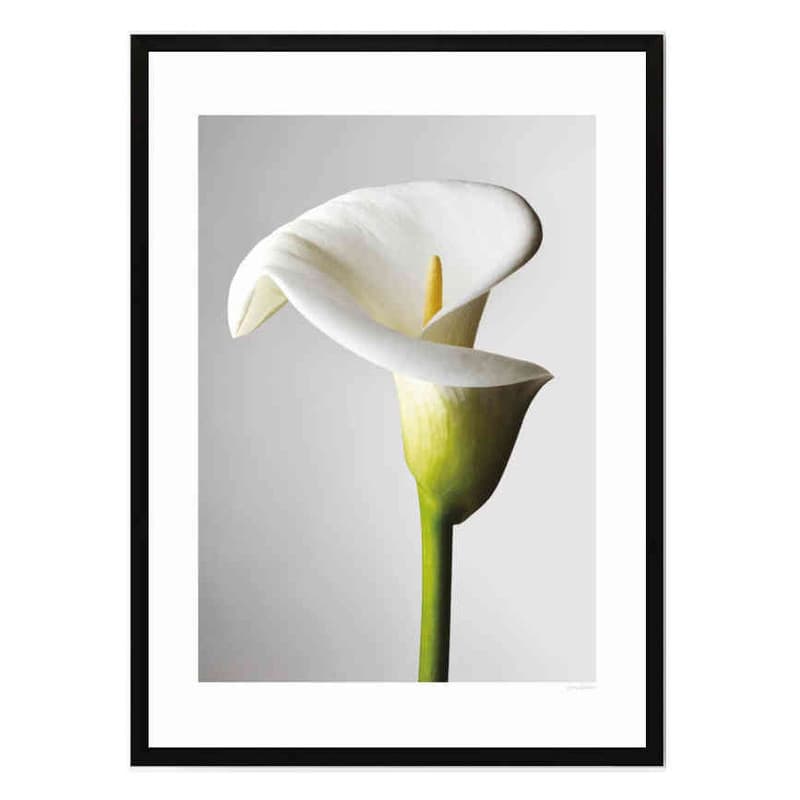 تابلو مدل Lily of light کد 2489011178