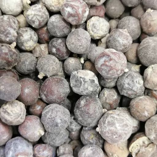 ابهل یک سیر — تصویر ۲