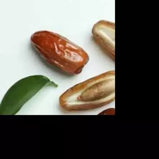 هسته خرما درشت درجه یک مناسب برای پودر قهوه