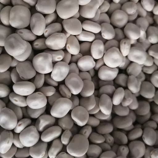 باقلا مصری100 گرمی