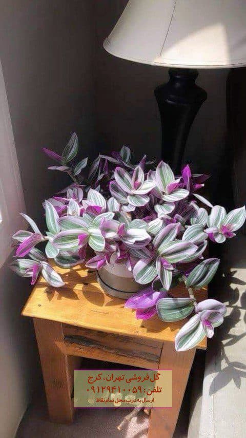 فروش برگ بیدی برای دکوراسیون پاسیو