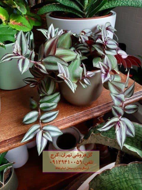 فروش برگ بیدی برای محیط‌های پذیرایی شیک
