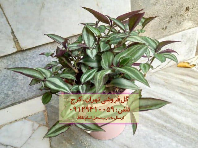برگ بیدی برای دکوراسیون اتاق کنفرانس
