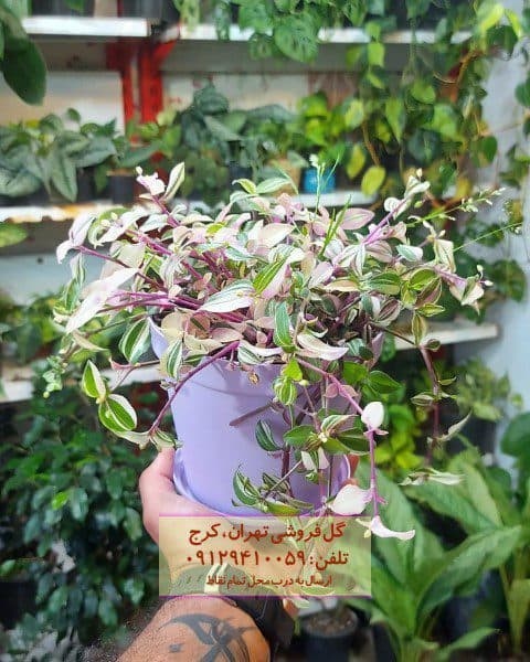 برگ بیدی برای دیزاین داخلی مغازه‌های کوچک