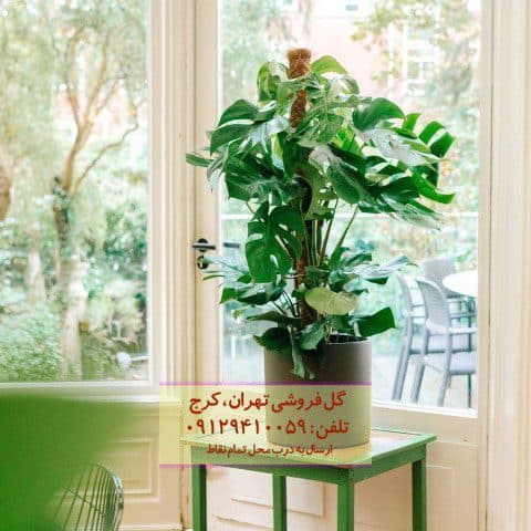 فروش مونسترا برای دیزاین مغازه و فروشگاه