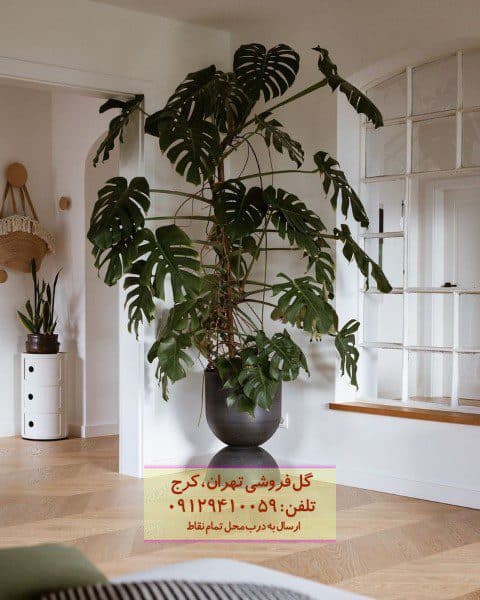 مونسترا برای فضاهای کم‌نور و داخلی